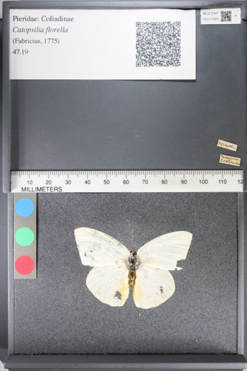 Media type: image;   Entomology 117320